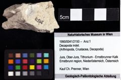 Foto (Objket + Etiketten) von Decapoda indet. 